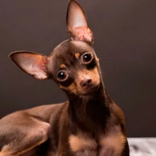 Вычес гш той терьер