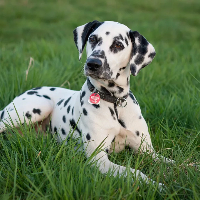 Далматин вычес