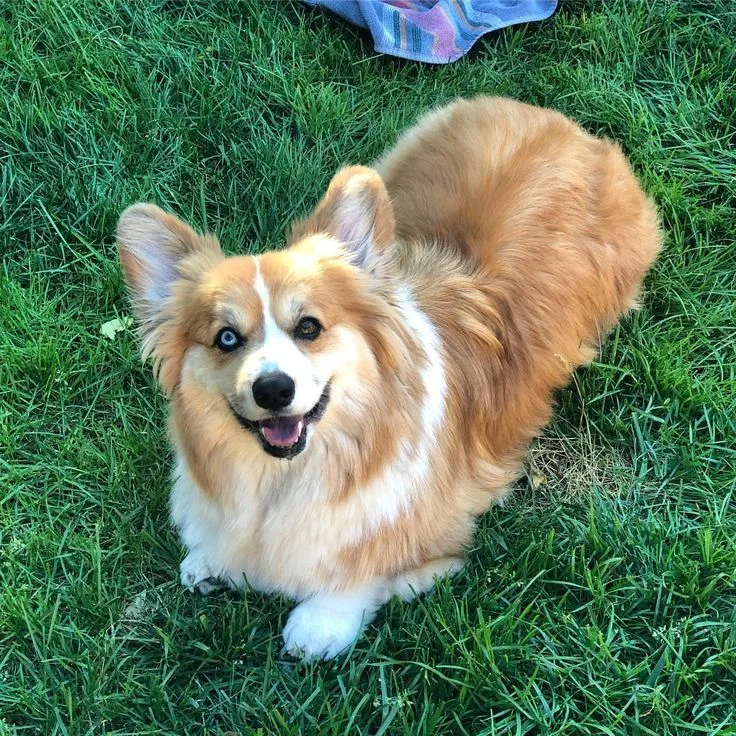 Вычесывание корги флаффи пемброк