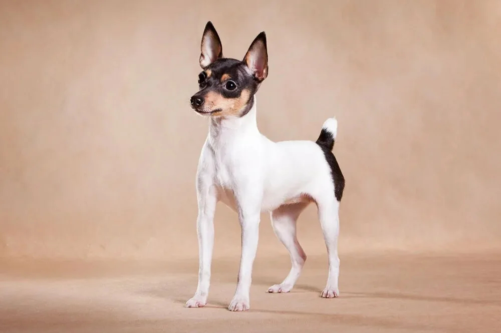 Вычес гш той-фокстерьер