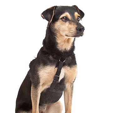 Метис от 35 до 45 см в холке