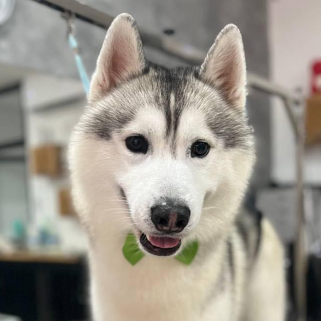 Husky