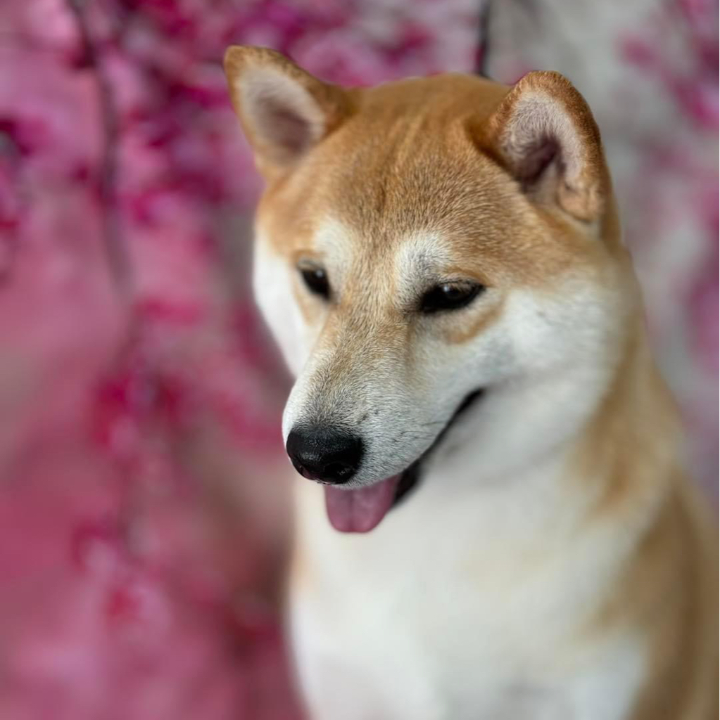 Shiba Inu