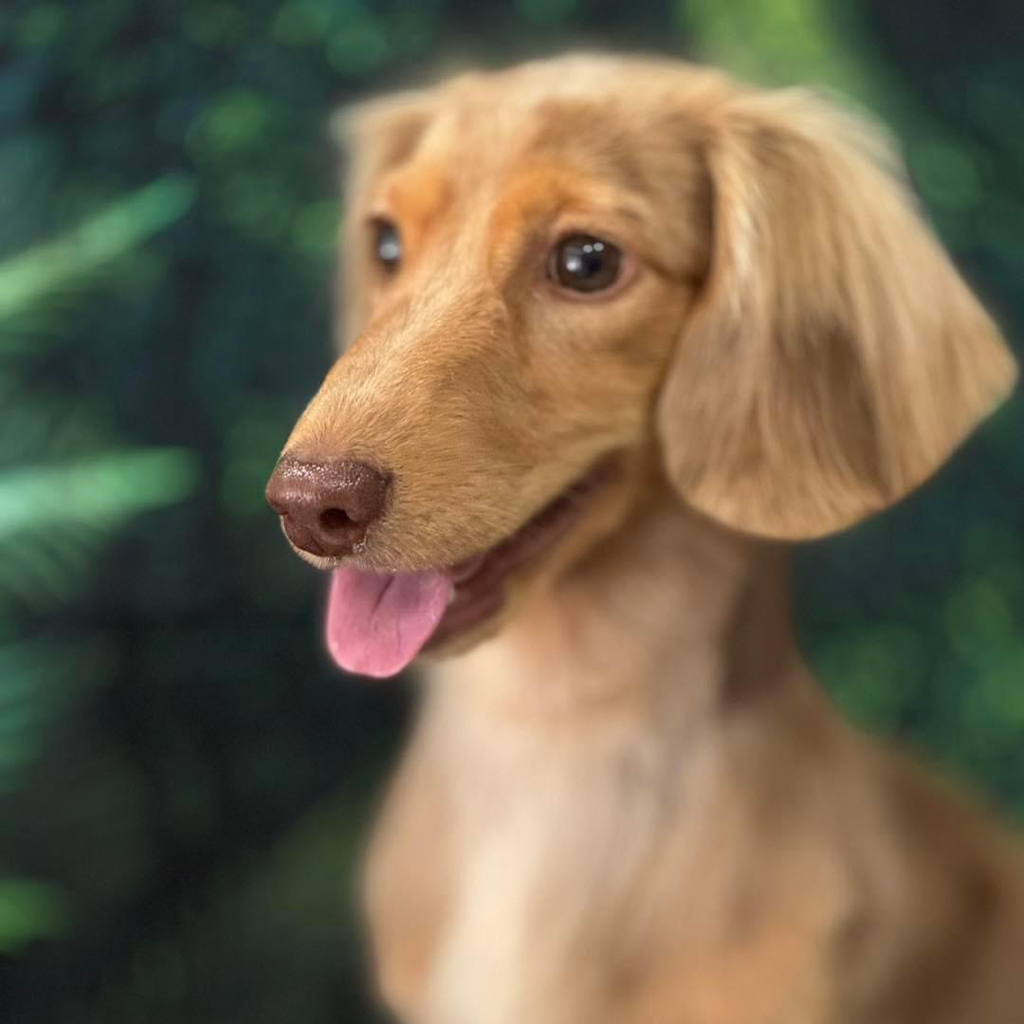 Dachshund longhair