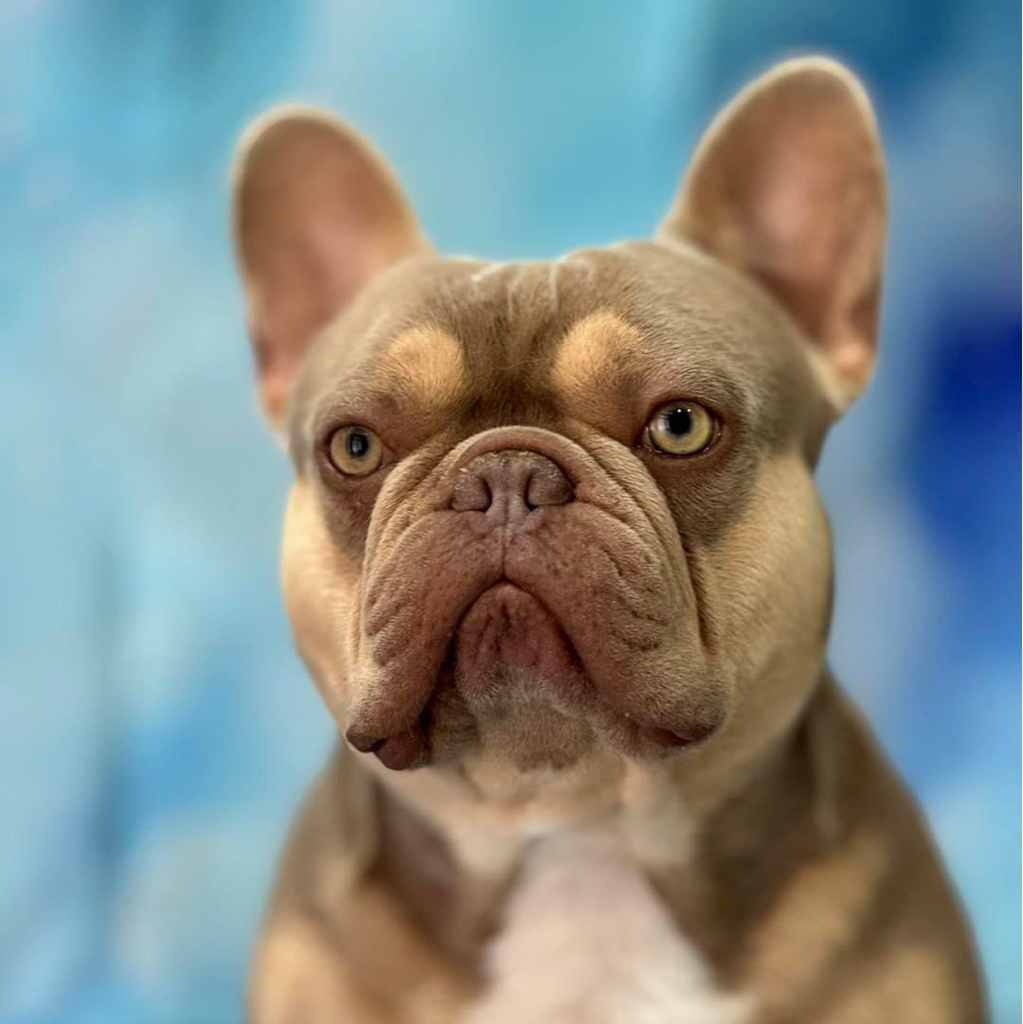 French bulldog