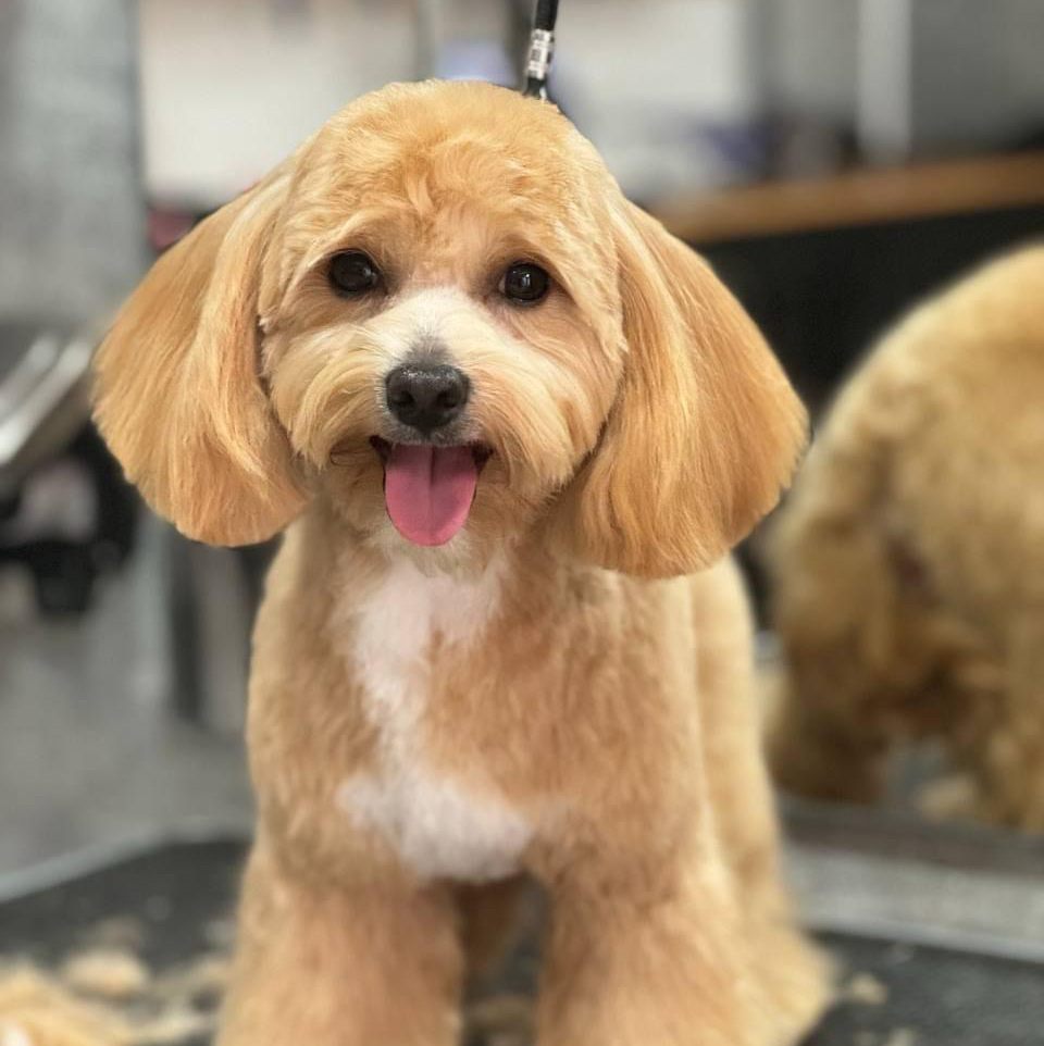 Maltipoo