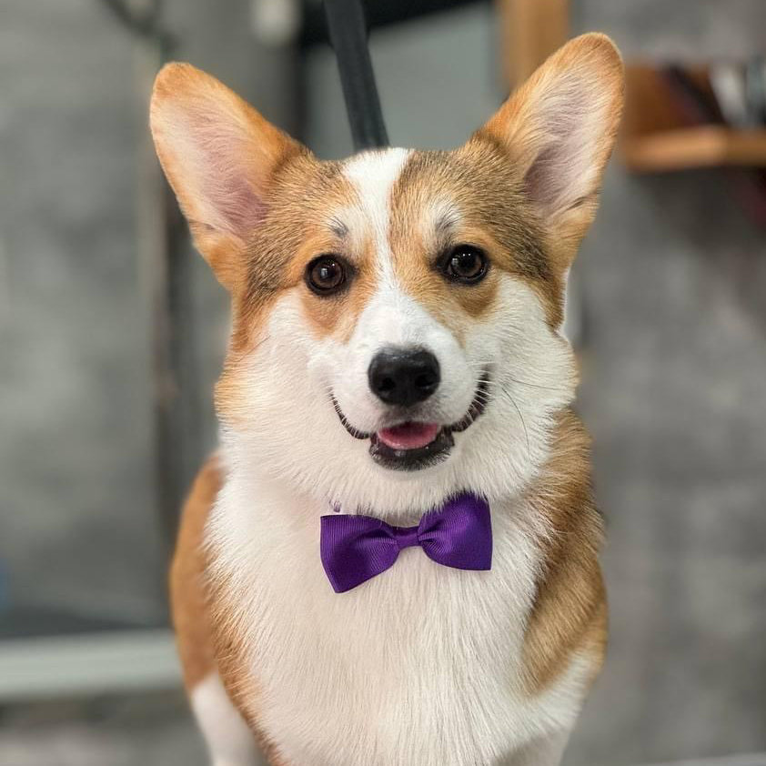 Welsh Corgi Pembroke