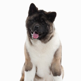 Акита американская