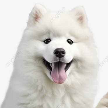 Самоед медвежий тип