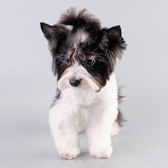 Бивер-йорк терьер