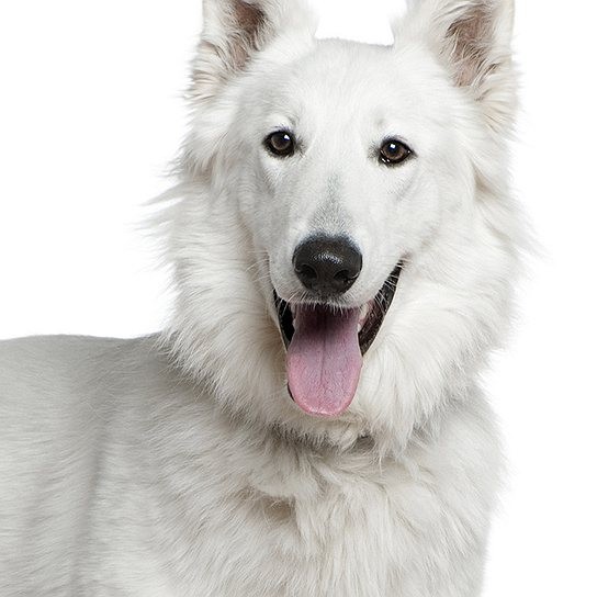 Овчарка белая швейцарская