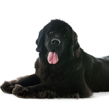 Ньюфауленд