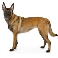 Овчарка бельгийская (малинуа)