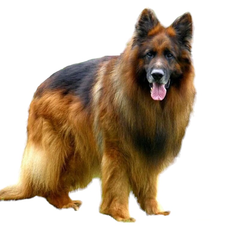 Овчарка немецкая длинношерстная