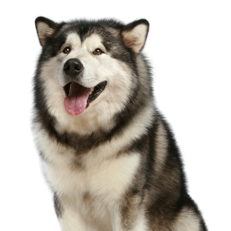 Хаски длинношерстная