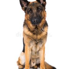 Овчарка немецкая короткошерстная