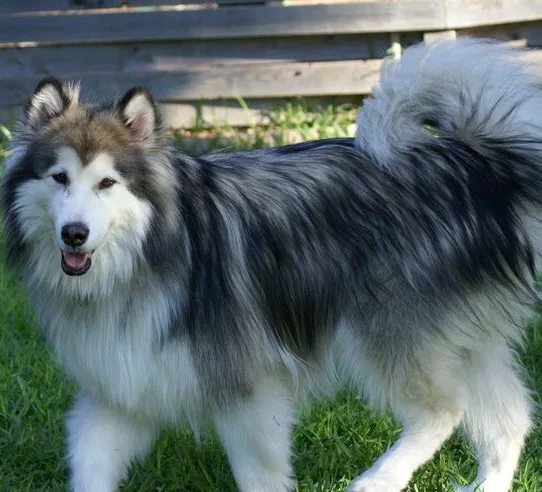 Вычес хаски длинношерстный