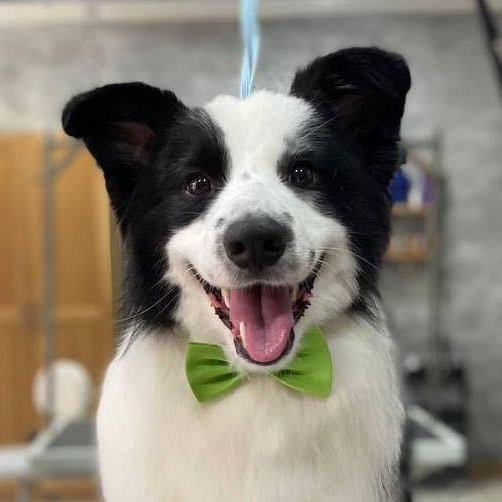 Border Collie