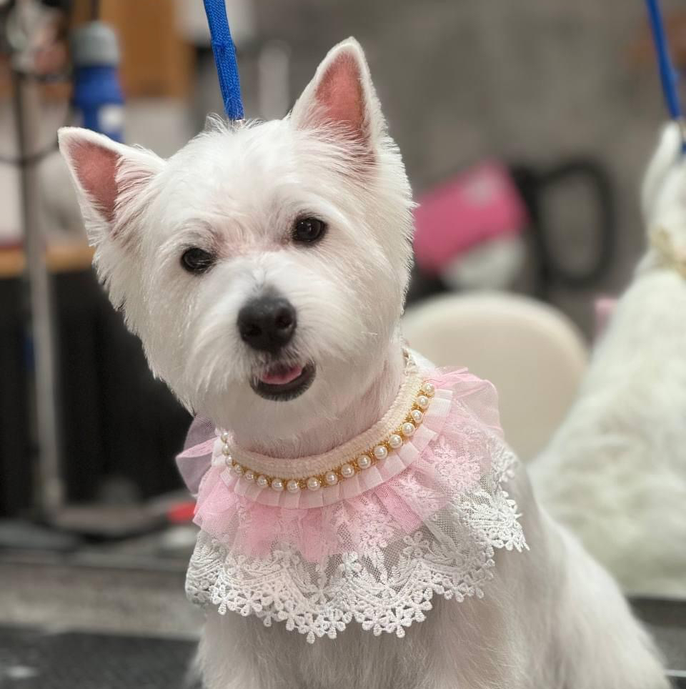 West Highland White Terrier (Shaving)