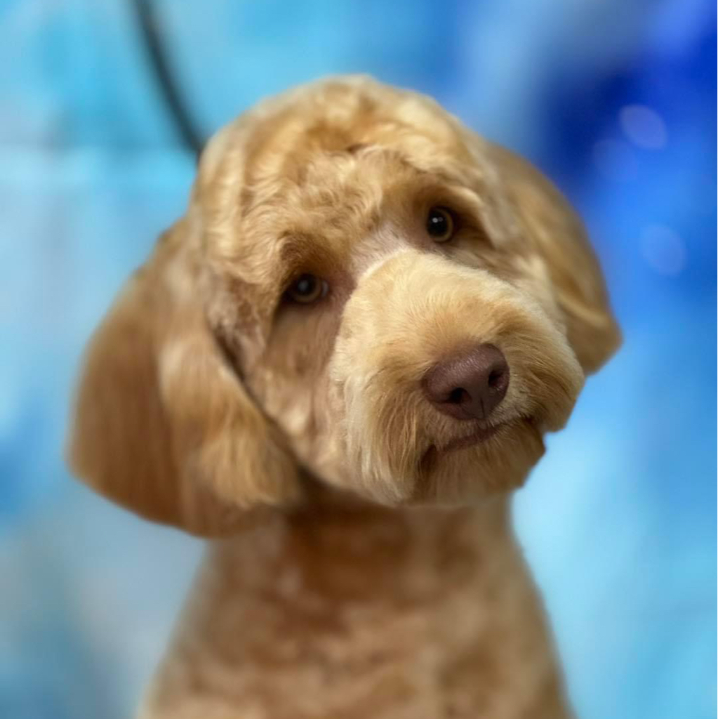 Cockapoo