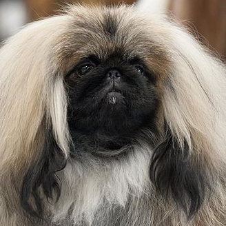 Pekingese