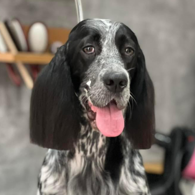 Setter (Pet grooming)