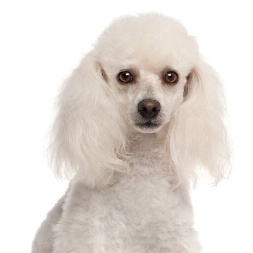 Medium size Poodle