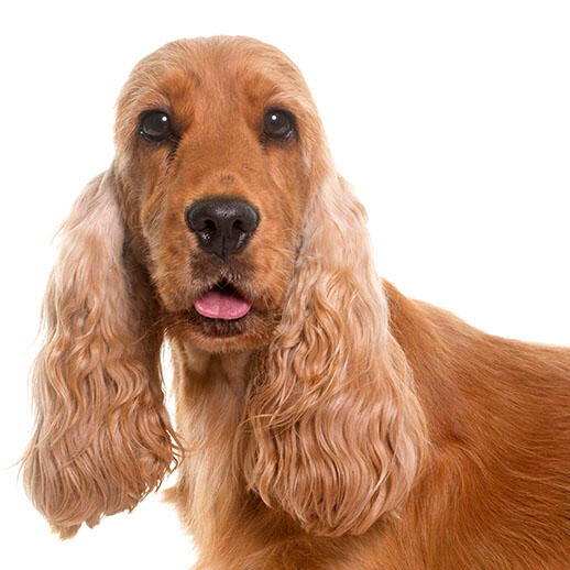English Cocker Spaniel (Show grooming)