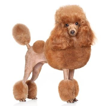 Miniature Poodle