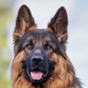 German Shepherd (long hair)