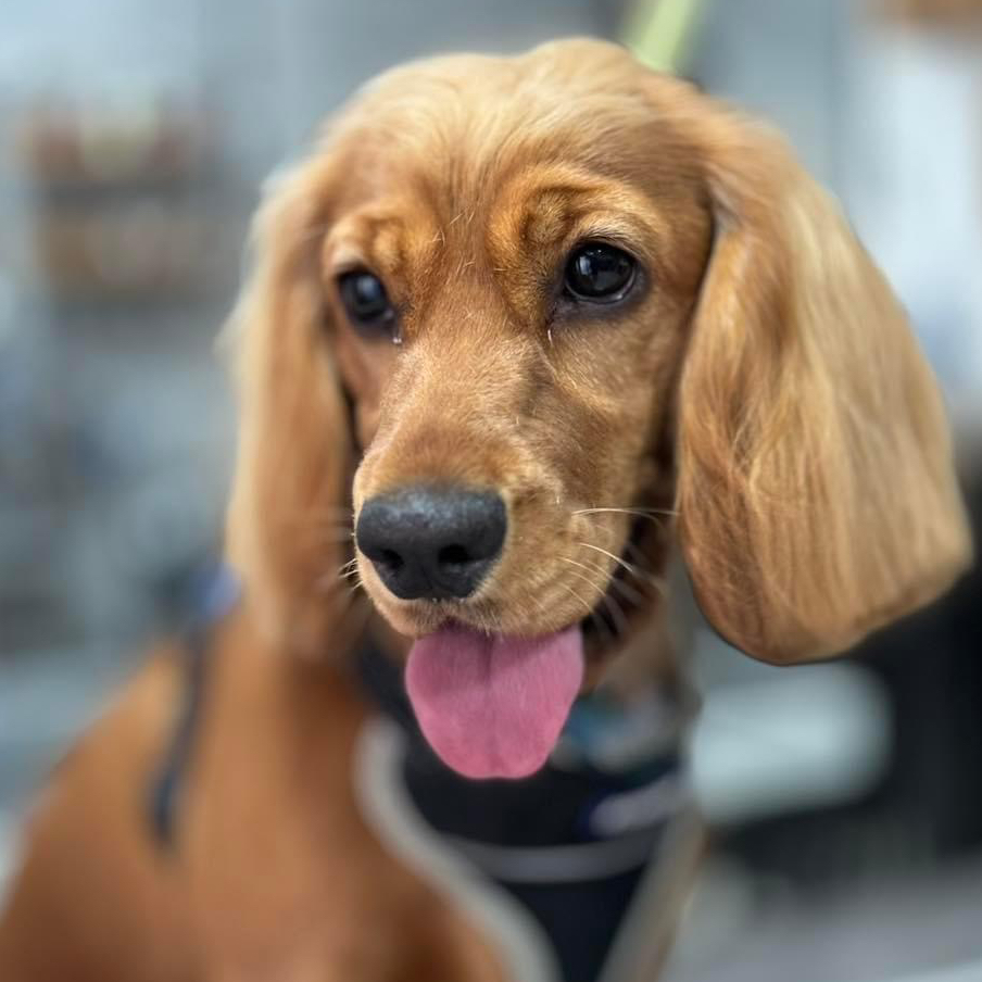 English Cocker Spaniel (pet grooming)