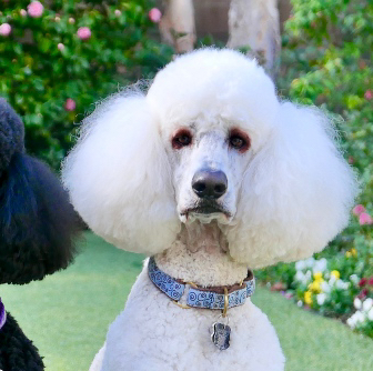 Standard Poodle