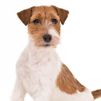 Jack Russel Terrier