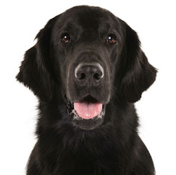 Flat Retriever