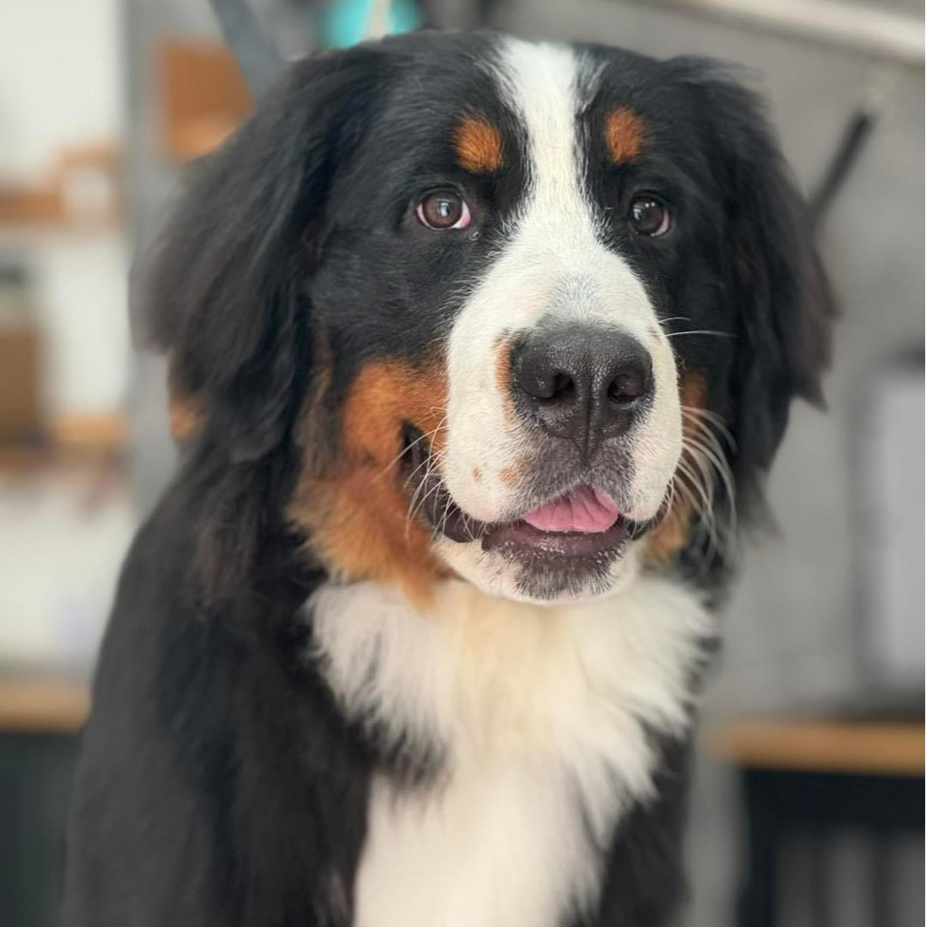 Bernese Mountain Dog