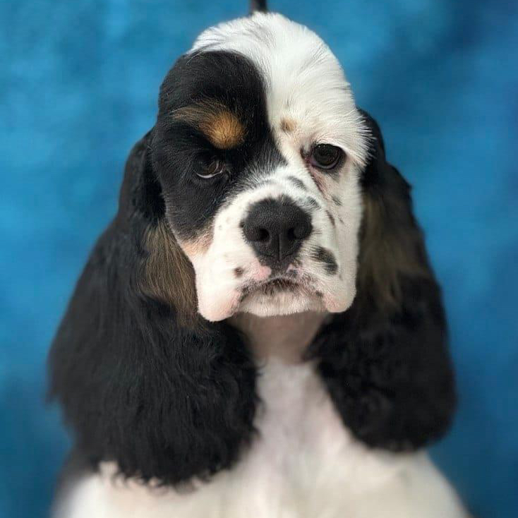 American Cocker Spaniel (Show grooming)