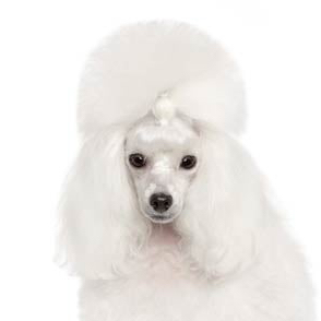 Toy Poodle