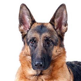 German Shepherd (short hair)