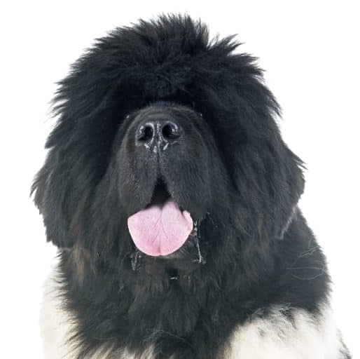 Newfoundland Dog
