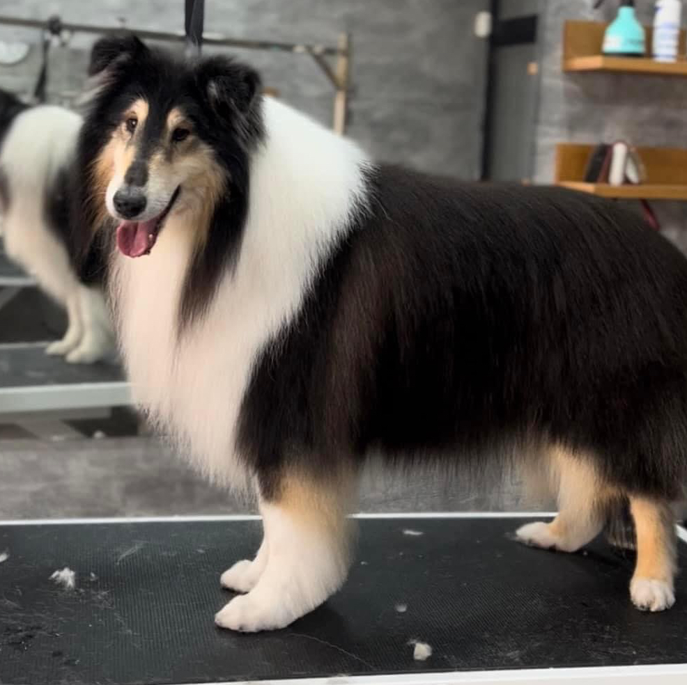 Rough Collie
