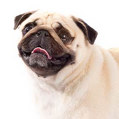 Pug