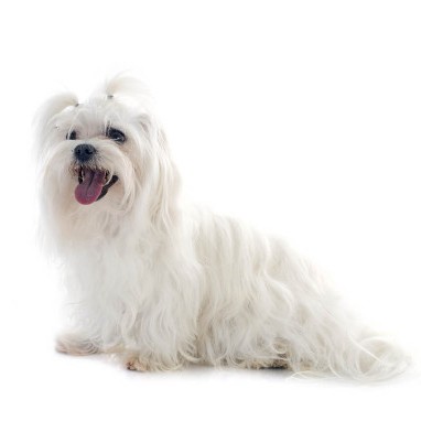 Болонка мальтийская