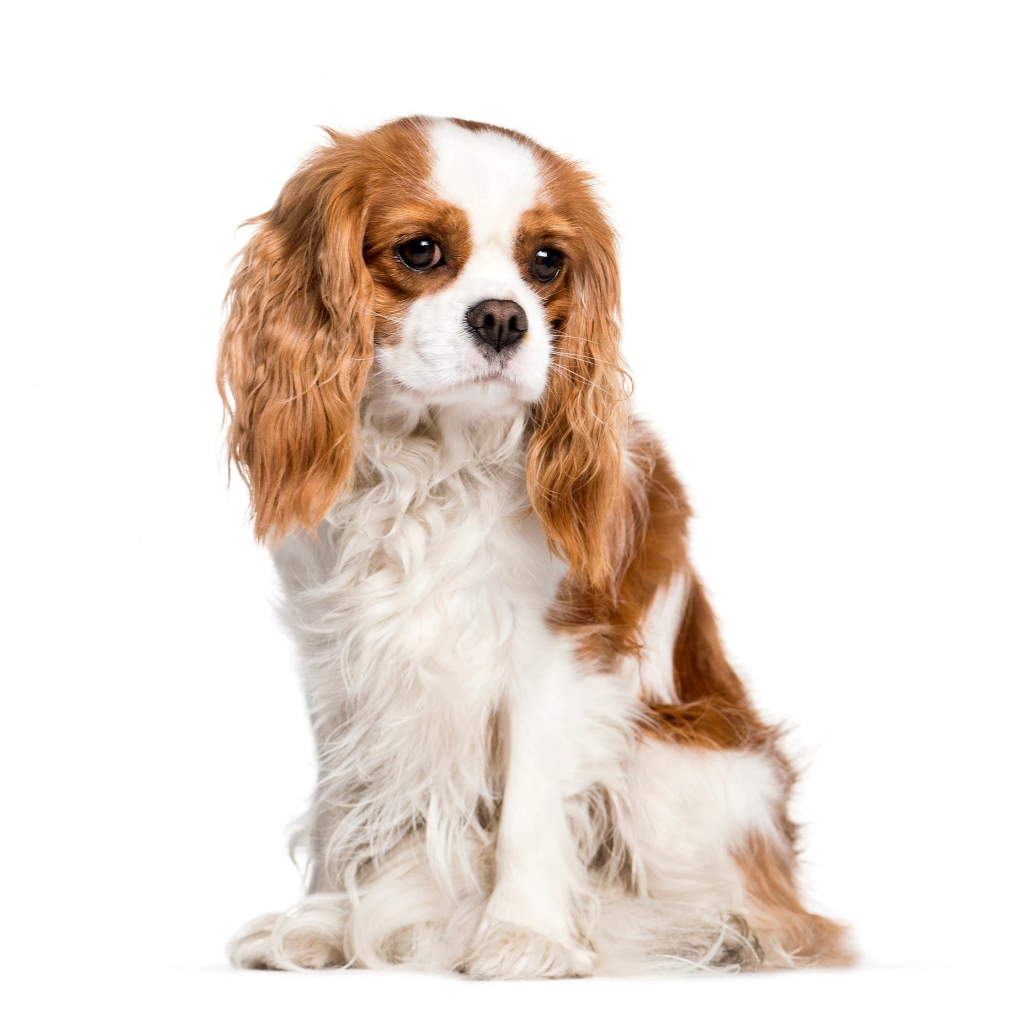 Кавалер кинг чарльз спаниель