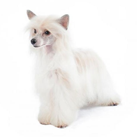 Китайская хохлатая пуховка