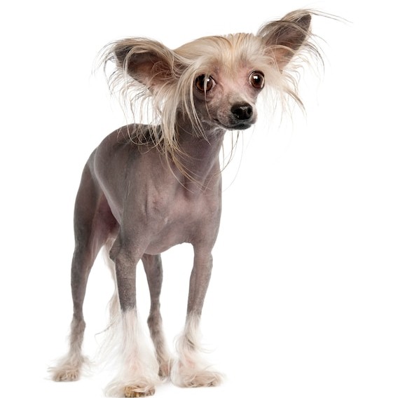 Китайская хохлатая голая