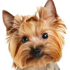 Йоркширский терьер