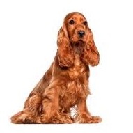 Кокер спаниель