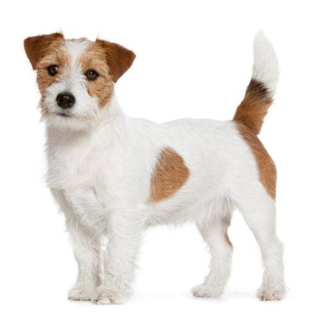 Джек рассел жесткошерстный