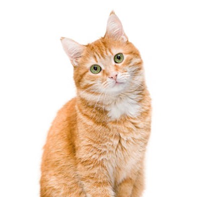 Вычес без купания короткошерстные