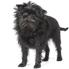 Аффенпинчер